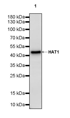 HAT1 Recombinant Rabbit mAb (S-2429-14)