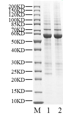 JAK3 GST Tag Protein, Human