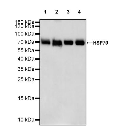 HSP70 Recombinant Rabbit mAb (S-992-39)