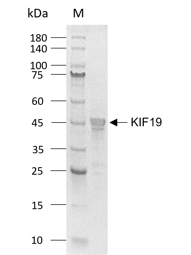KIF19 Protein