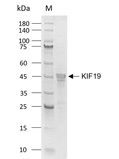 KIF19 Protein