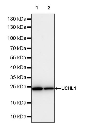 UCHL1 Rabbit Polyclonal Antibody