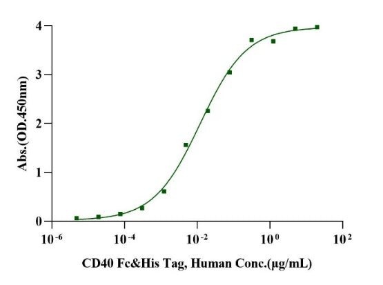 CD40/TNFRSF5 Fc&His Tag Protein, Human