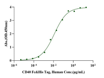 CD40/TNFRSF5 Fc&His Tag Protein, Human
