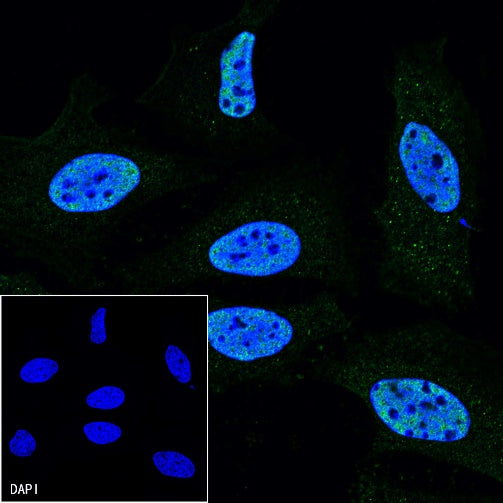 Goat Anti-Rat IgG(H+L) (Alexa Fluor® 488 Conjugate)