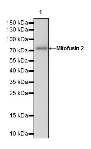 Mitofusin 2 Recombinant Rabbit mAb (S-1783-49)