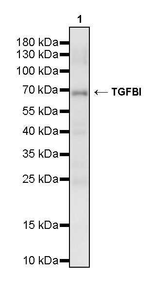 TGFBI / BIGH3 Mouse mAb