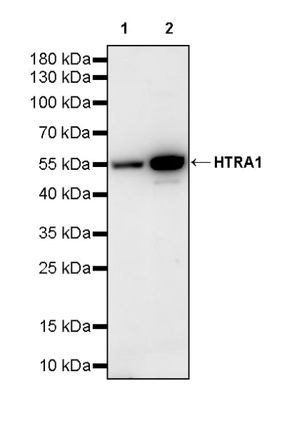 HTRA1 Recombinant Rabbit mAb (S-3845-57)