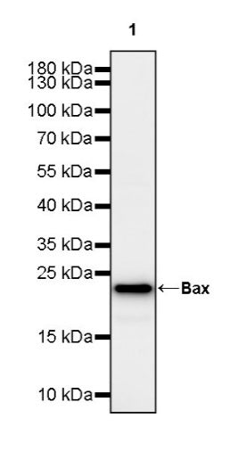 Bax Recombinant Rabbit mAb (S-2603-124)