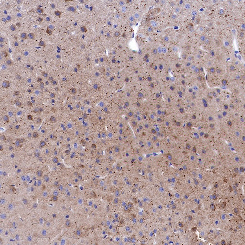 Caspr Recombinant Rabbit mAb (S-1706-1)