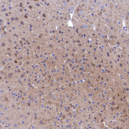 Caspr Recombinant Rabbit mAb (S-1706-1)