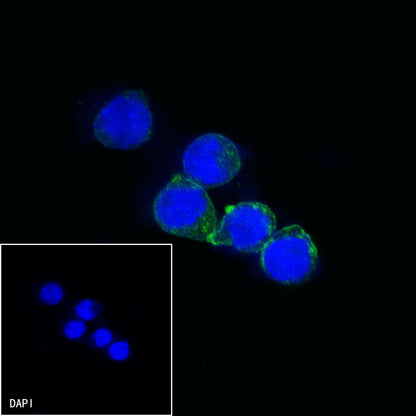 CD13 Mouse mAb (S-689-37)
