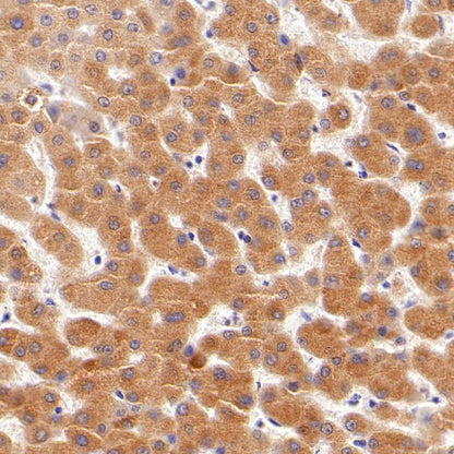 Cyclophilin B Rabbit Polyclonal Antibody
