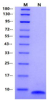 IGF-I Protein, Bovine/Human