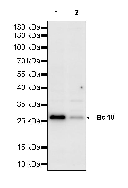 Bcl-10 Rabbit Polyclonal Antibody