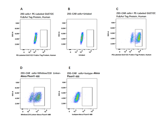 PE-Labeled GUCY2C Fc&Avi Tag Protein, Human