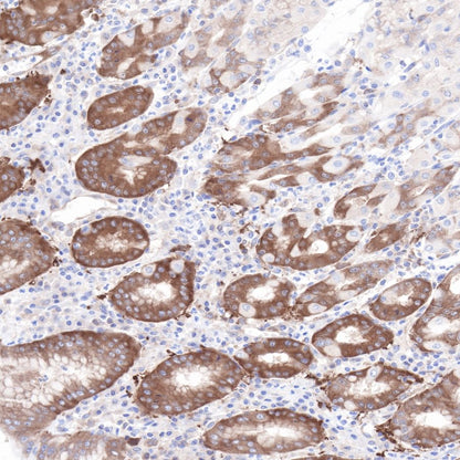 Hsp90 beta Recombinant Rabbit mAb (SDT-R033)