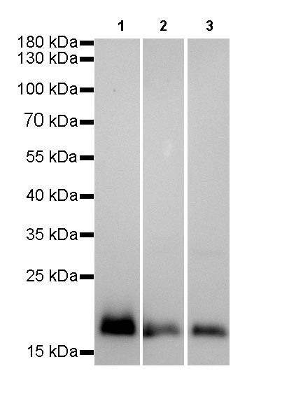 Claudin-1 Recombinant Rabbit mAb,PBS Only (SDT-R024)