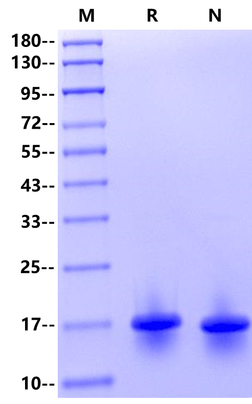 IL-21 Protein, Rat