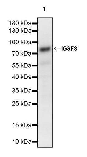 IGSF8 Recombinant Rabbit mAb (S-2101-8)