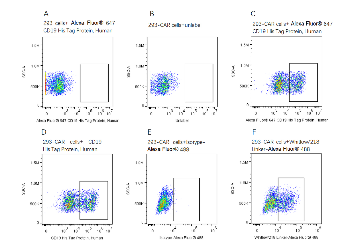 Alexa Fluor 647-Labeled CD19 His Tag Protein, Human