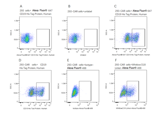 Alexa Fluor 647-Labeled CD19 His Tag Protein, Human