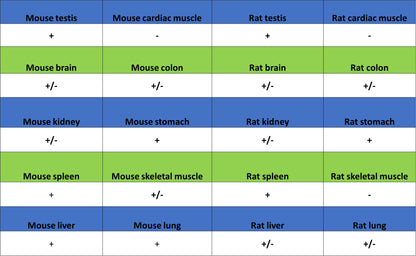 RAB27A Mouse mAb (S-M0050)
