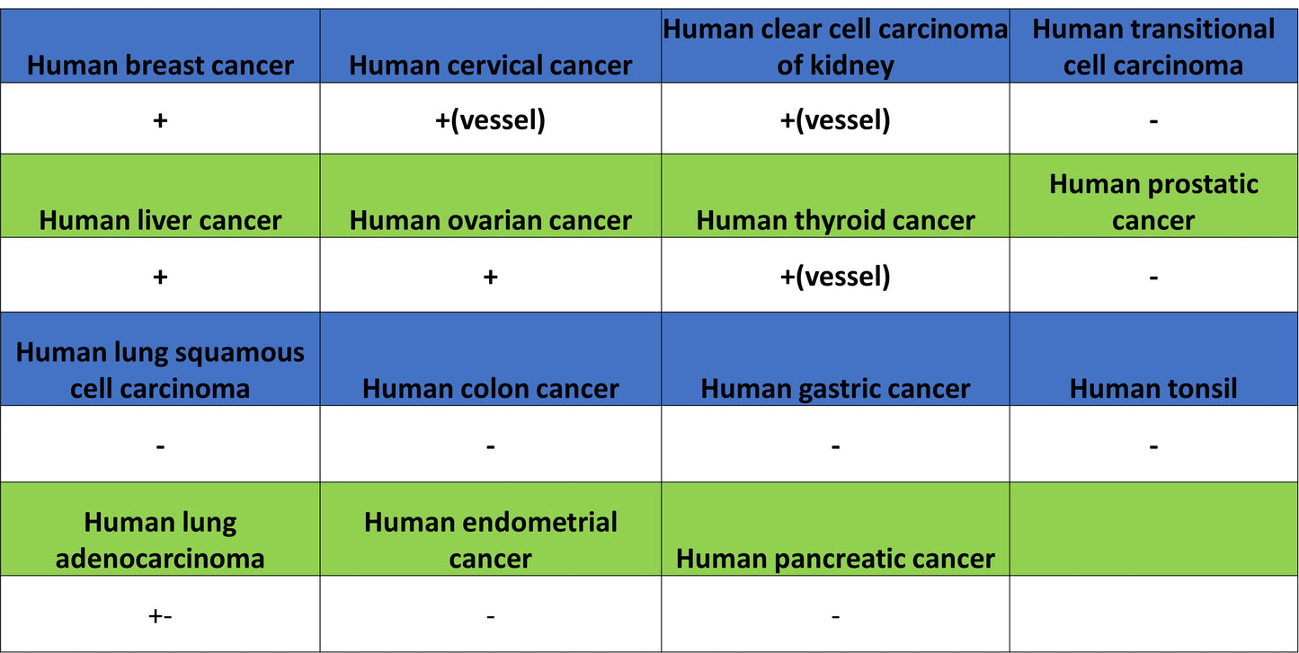 Factor XII (FXII) Recombinant Rabbit mAb (S-4487-31)