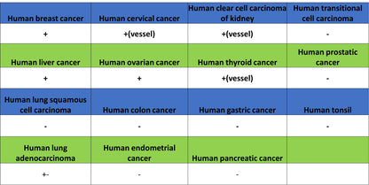 Factor XII (FXII) Recombinant Rabbit mAb (S-4487-31)
