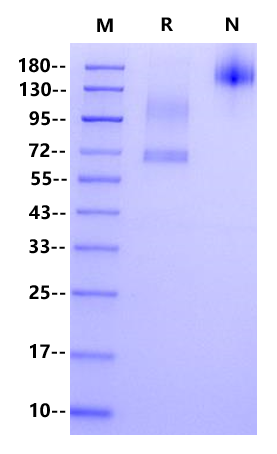 Wnt Surrogate Protein, Human