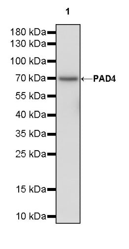 PAD4 Recombinant Rabbit mAb (SDT-2416-3)
