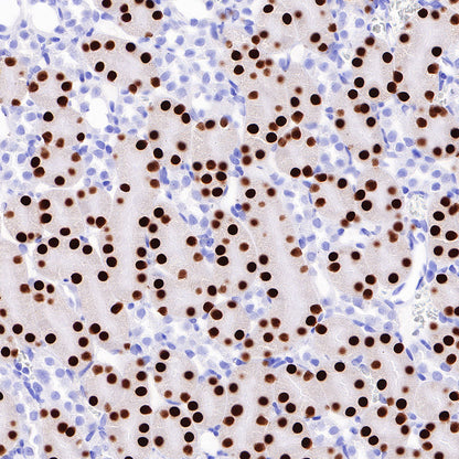 HNF4α Recombinant Rabbit mAb (SDT-373-64)