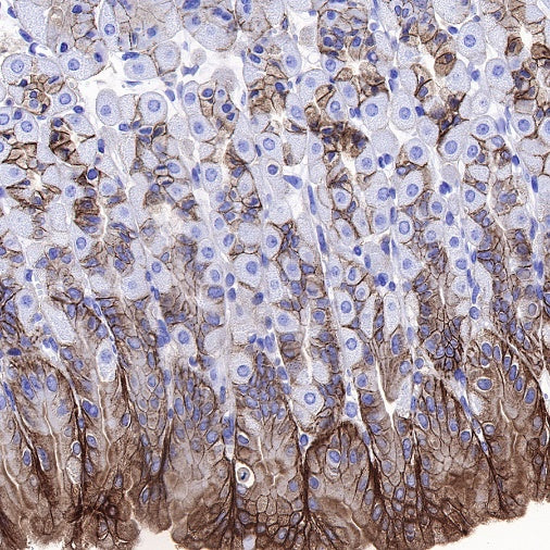 CD82 Recombinant Rabbit mAb (S-673-44)