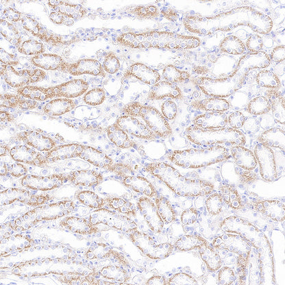 TFAM Recombinant Rabbit mAb
