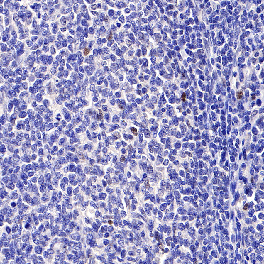 S-RMab® c-Myc Recombinant Rabbit mAb (SDT-R138)