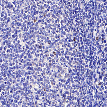 S-RMab® c-Myc Recombinant Rabbit mAb (SDT-R138)