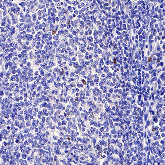 S-RMab® c-Myc Recombinant Rabbit mAb (SDT-R138)