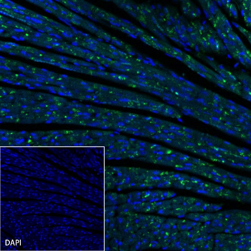 Connexin 43 / GJA1 Rabbit Polyclonal Antibody