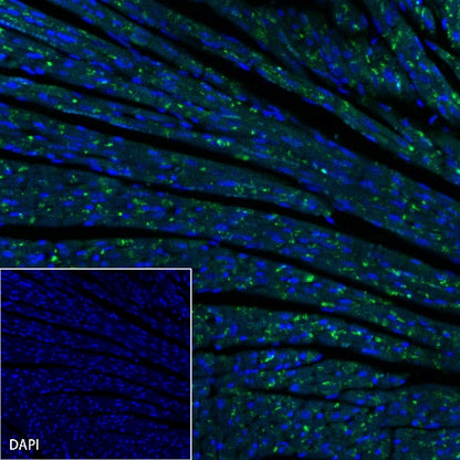 Connexin 43 / GJA1 Rabbit Polyclonal Antibody
