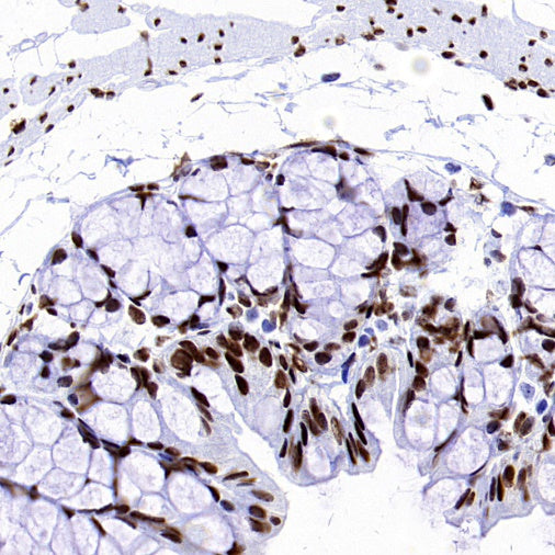 RIBEYE/CTBP2 Rabbit Polyclonal Antibody