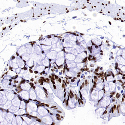 RIBEYE/CTBP2 Rabbit Polyclonal Antibody