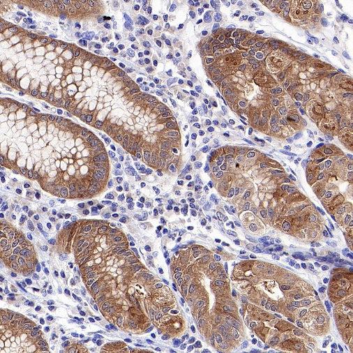 p90RSK Rabbit polyclonal antibody