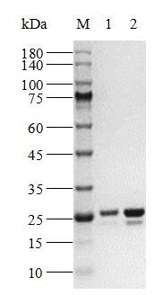Biotin-Kras[G12D] Protein, Human(Load GDP/GMPPNP)