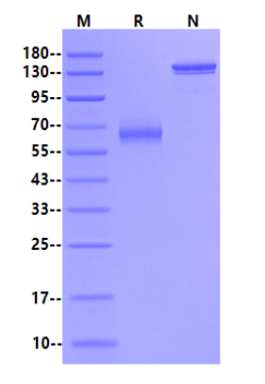 Biotinylated LILRB4/CD85K/ILT3 Fc&Avi Tag Protein, Human