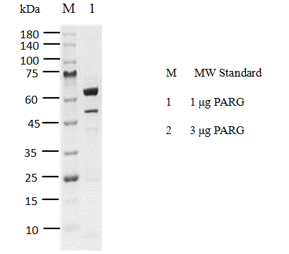PARG His Tag Protein, Human