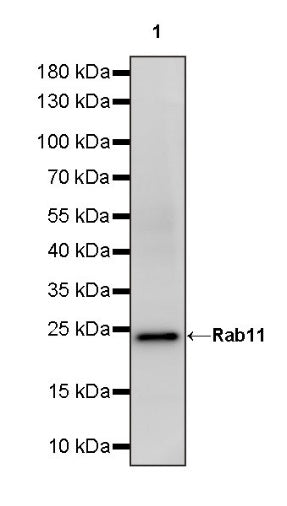 Rab11 Recombinant Rabbit mAb (S-1601-68)