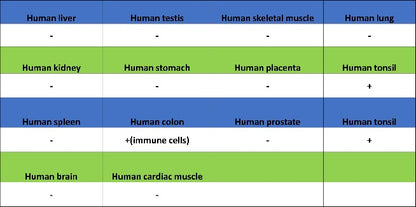 TCF-4 Recombinant Rabbit mAb,PBS Only (SDT-2549-4)