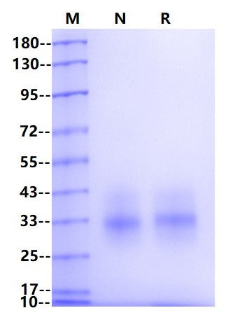 EPO Protein, Human