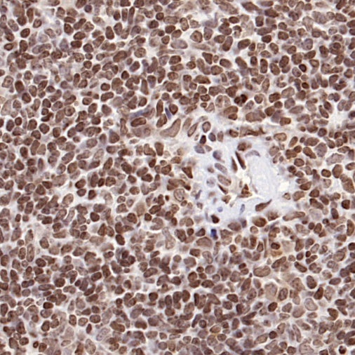GAPDH Recombinant Mouse mAb (S-4721)