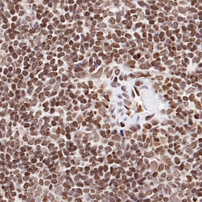 GAPDH Recombinant Mouse mAb (S-4721)